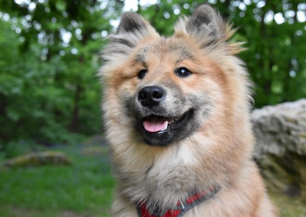 dog-7621946_1920 dog-7621946_1920